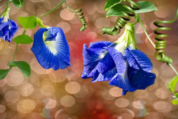 Blue flowers with dew on the leaves with twisted sprouts