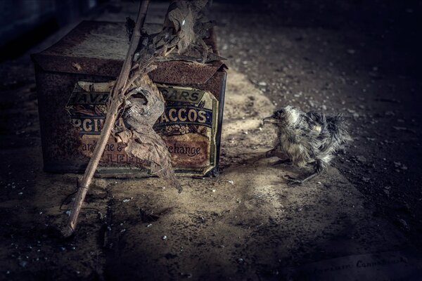 Un pájaro descuartizado se sienta junto a una Caja oxidada