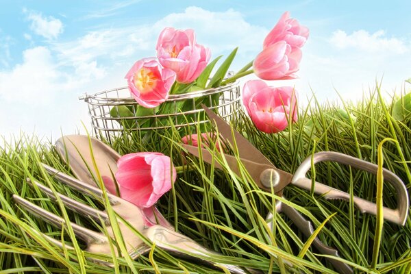 Różowe tulipany w koszyku z widelcem i nożyczkami