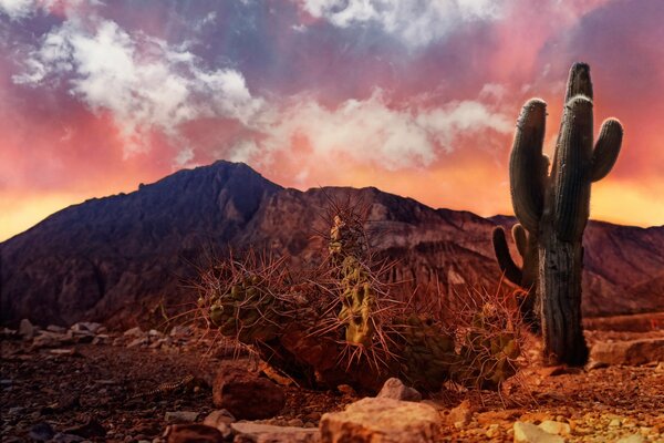 Cacti in the desert, alive and withered