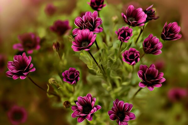 Ein Blumenstrauß aus kleinen lila Blüten