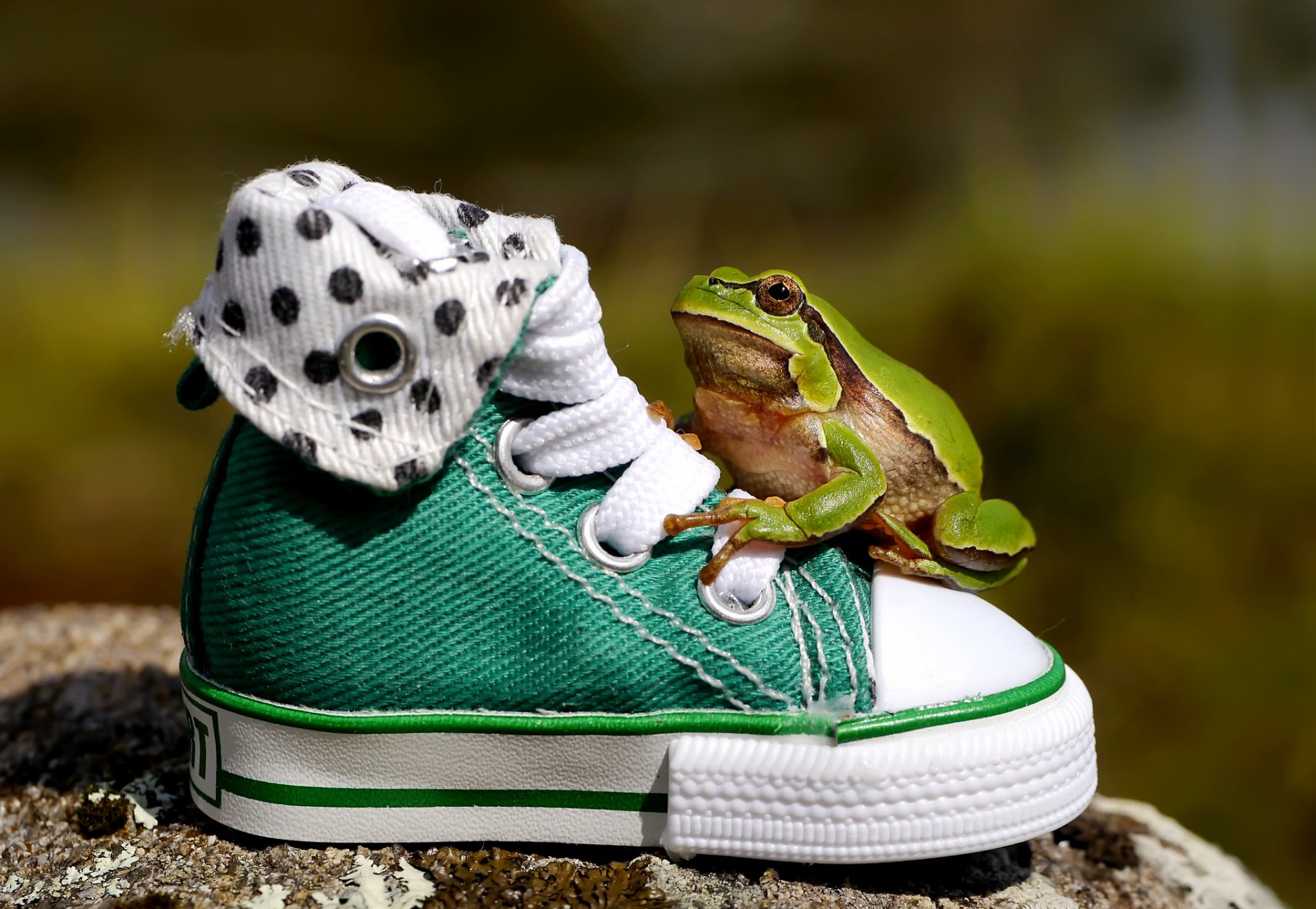 frosch schuhe turnschuhe