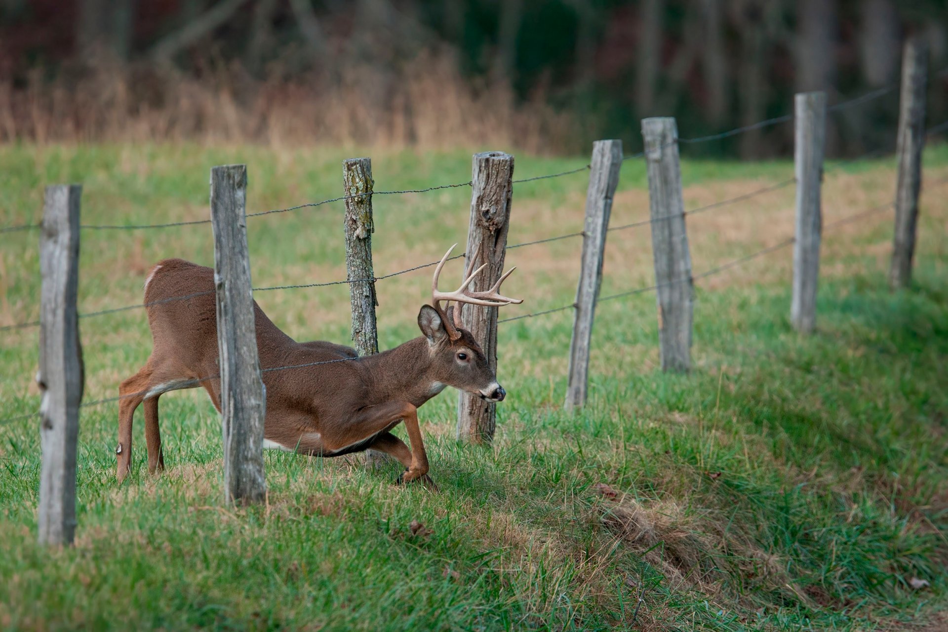 reindeer thorn fencing