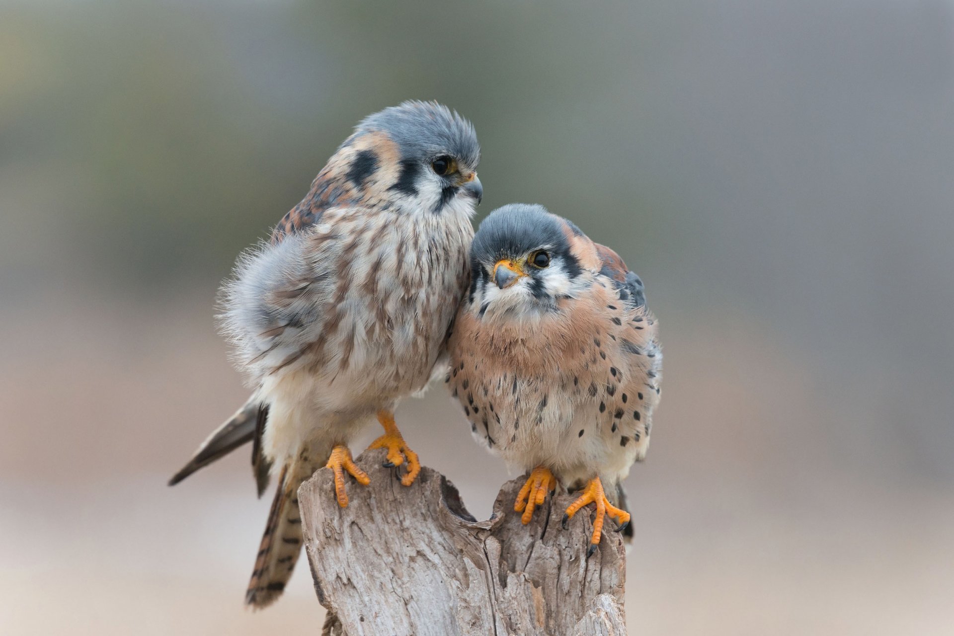 birds love tender