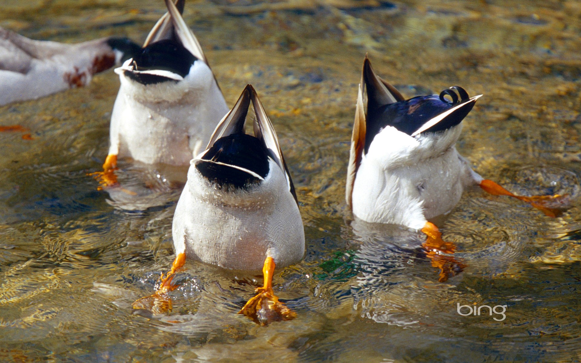 la saxe allemagne le canard la plongée l oiseau