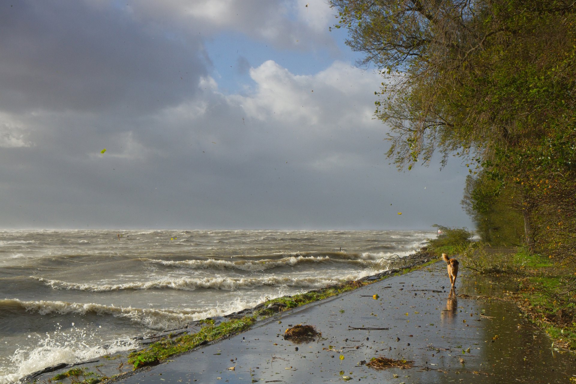 riva cane onde vento tempesta