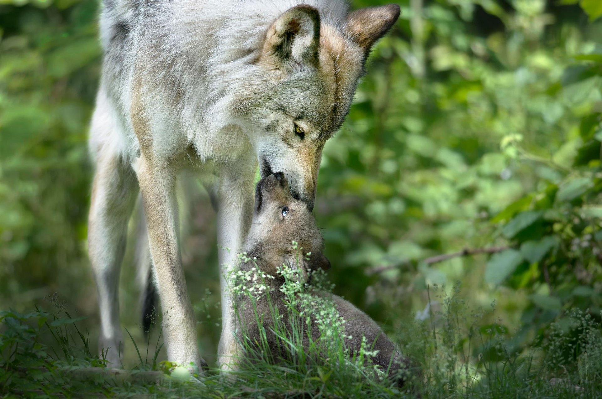 loba pequeño lobo cuidado vida silvestre