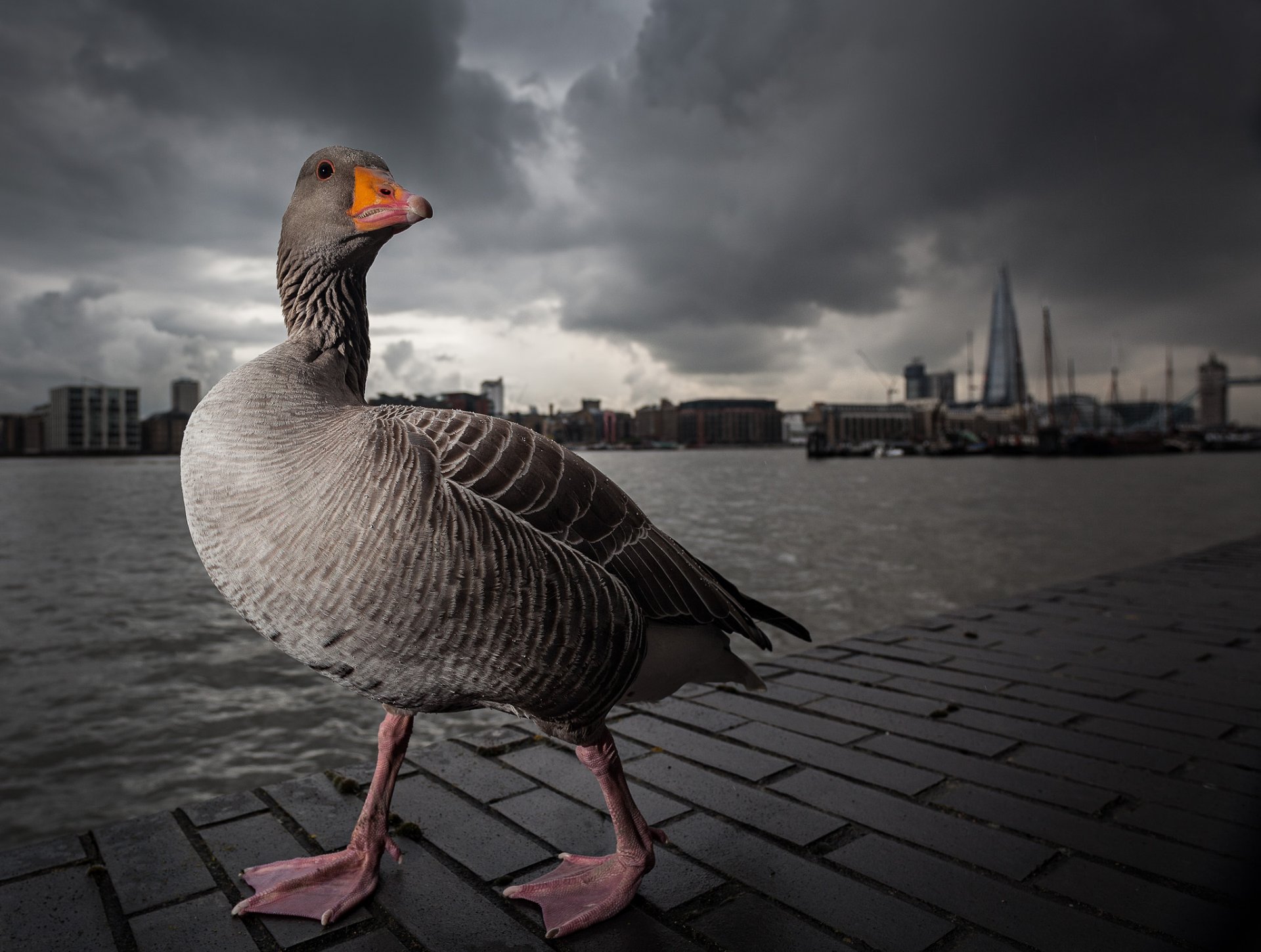 gans grau london themse spaziergang