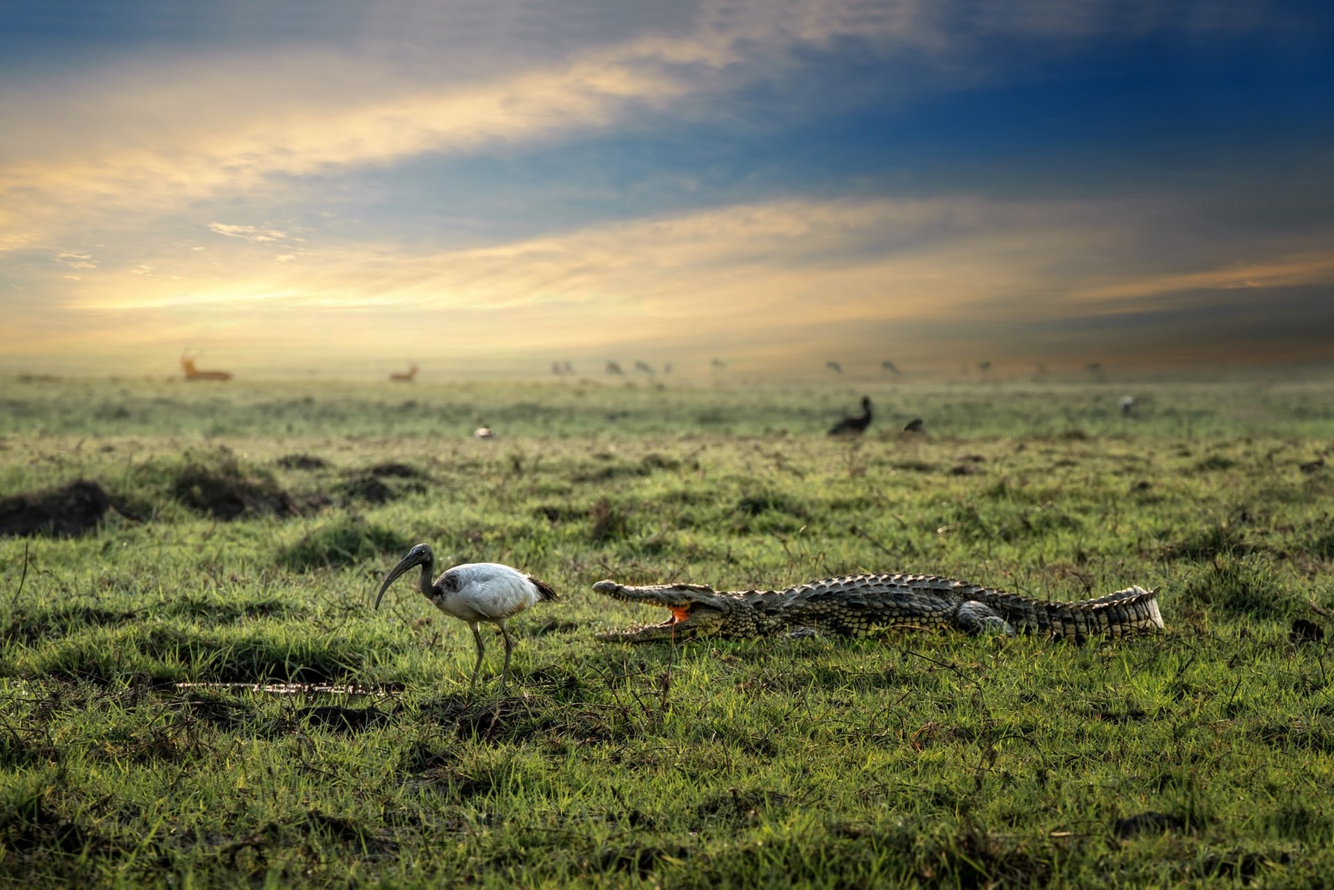 crocodile oiseau nature