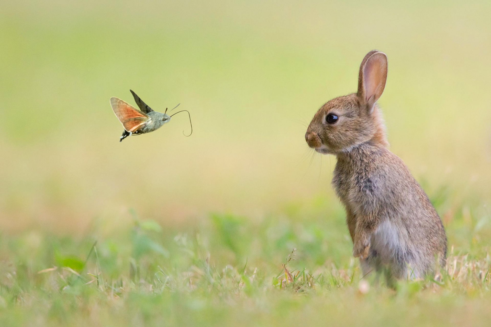 papillon lapin nature animaux