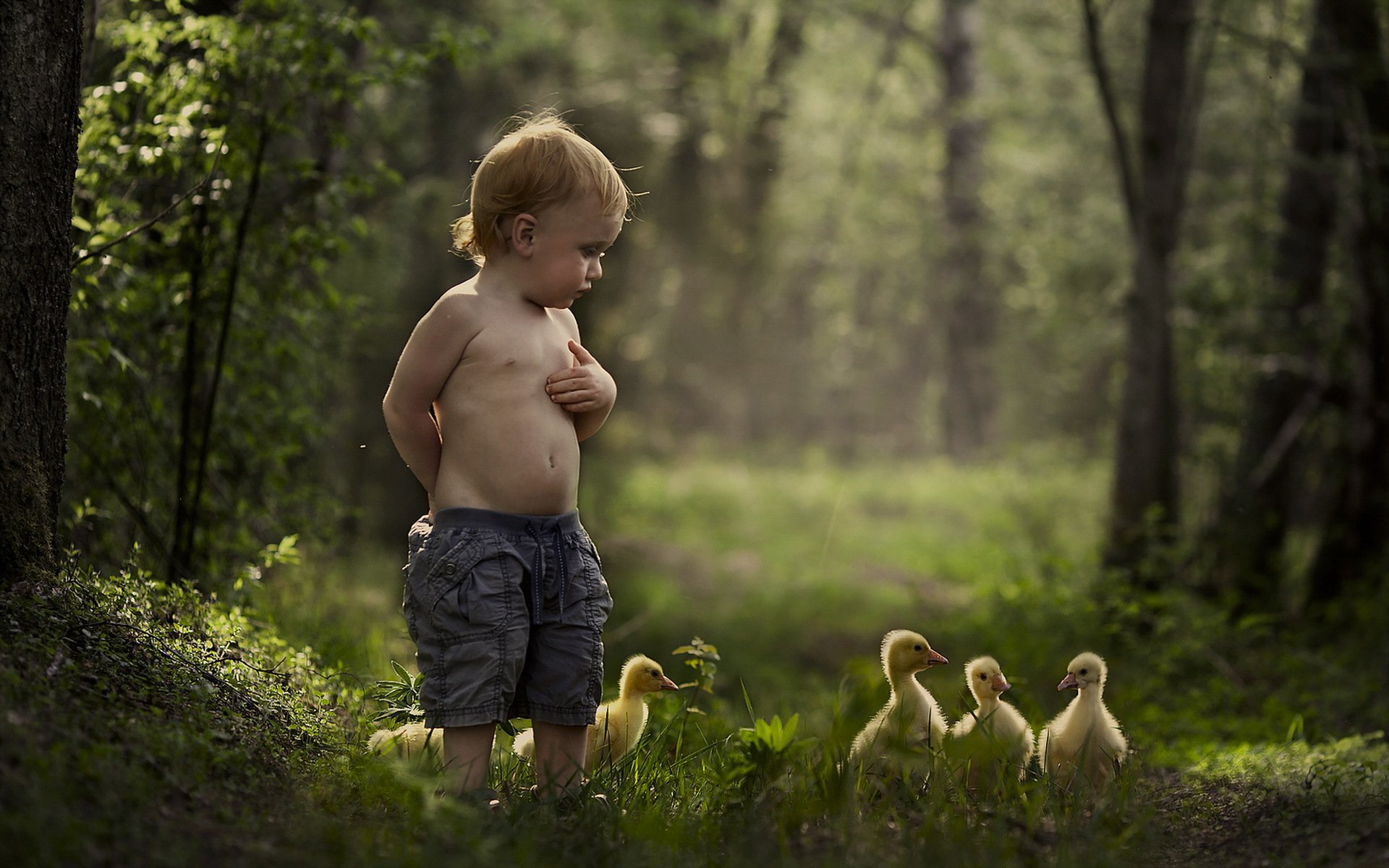 малчик l été l ambiance les canards