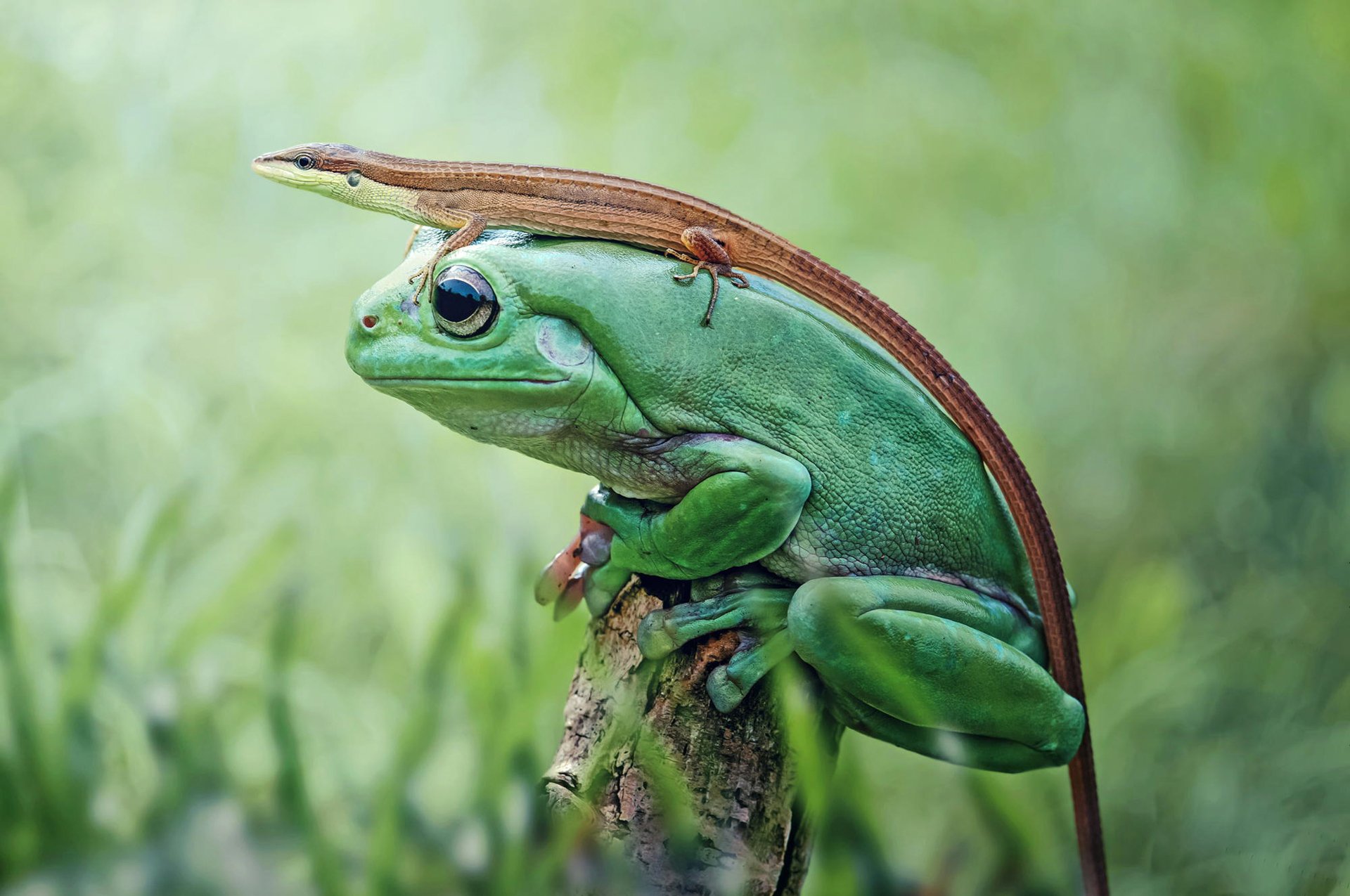 natura żaba jaszczurka płazów