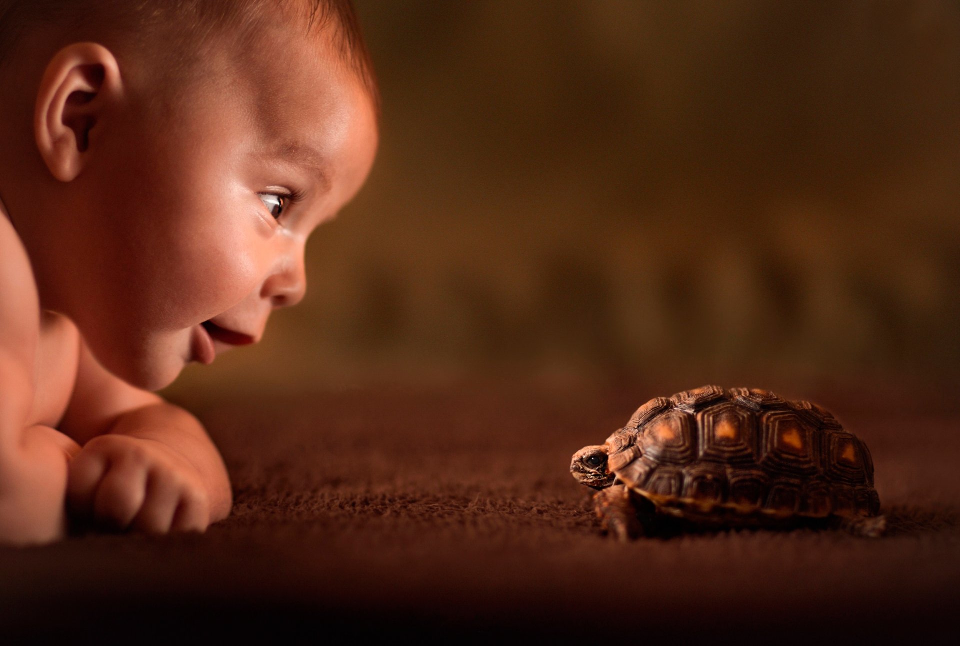 la tortue le regard la curiosité