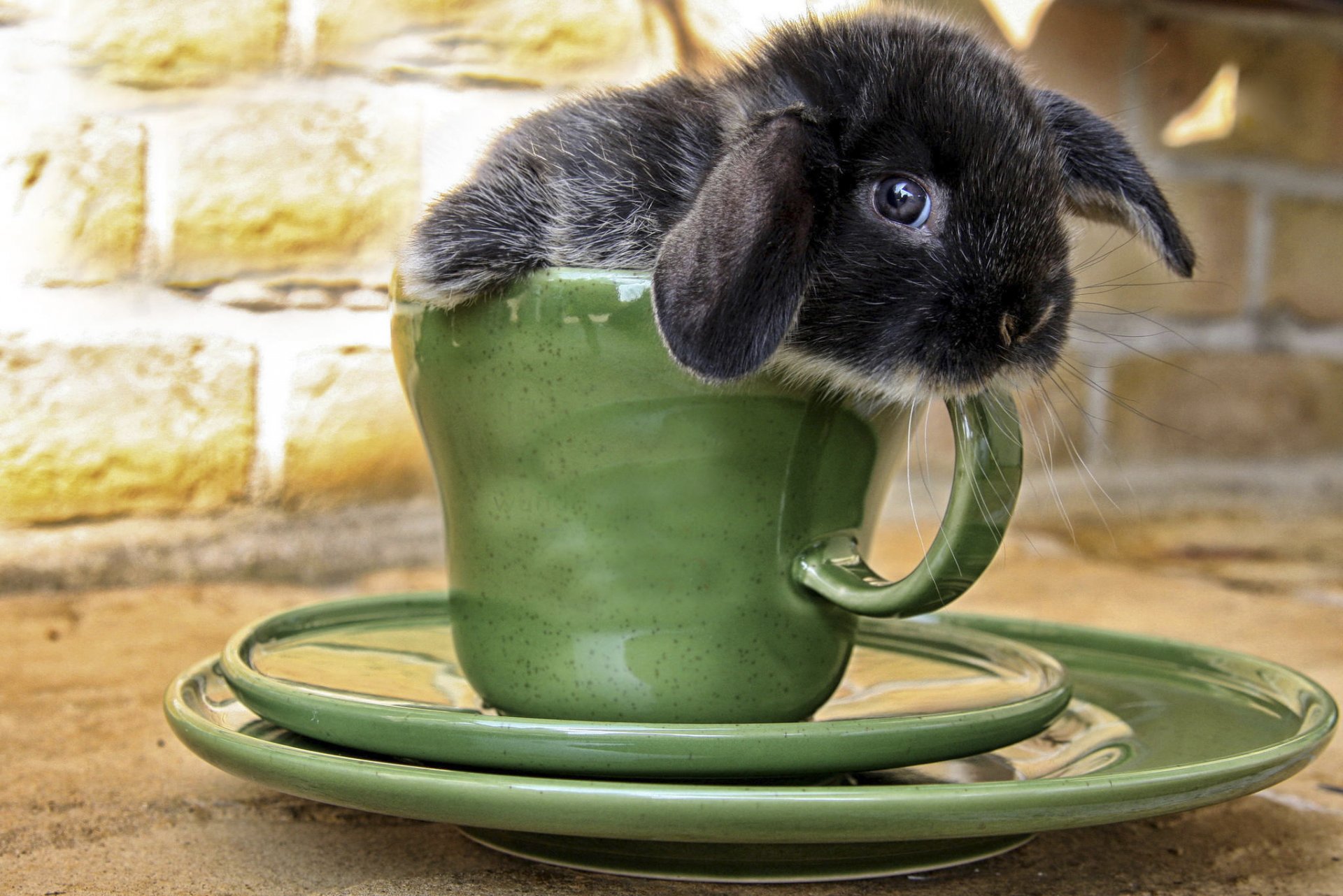 kaninchen tasse schnauze