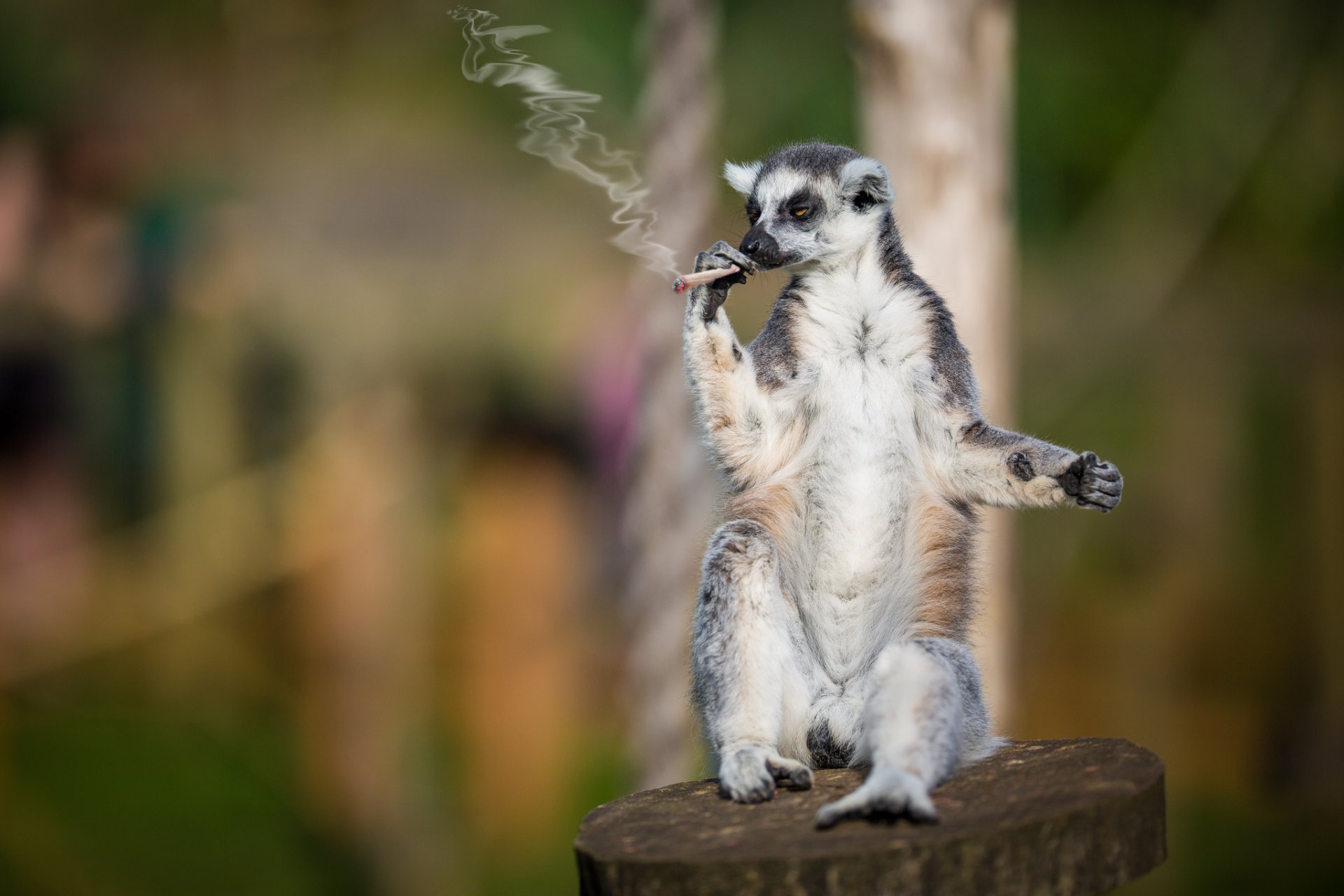 lemur smoker rolled cigarette