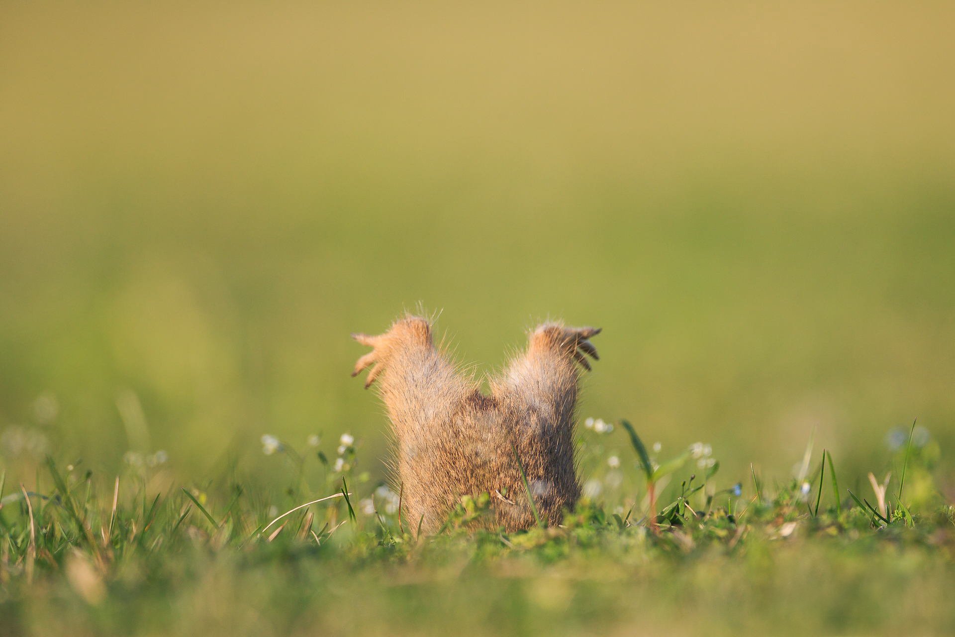 gopher nora feet