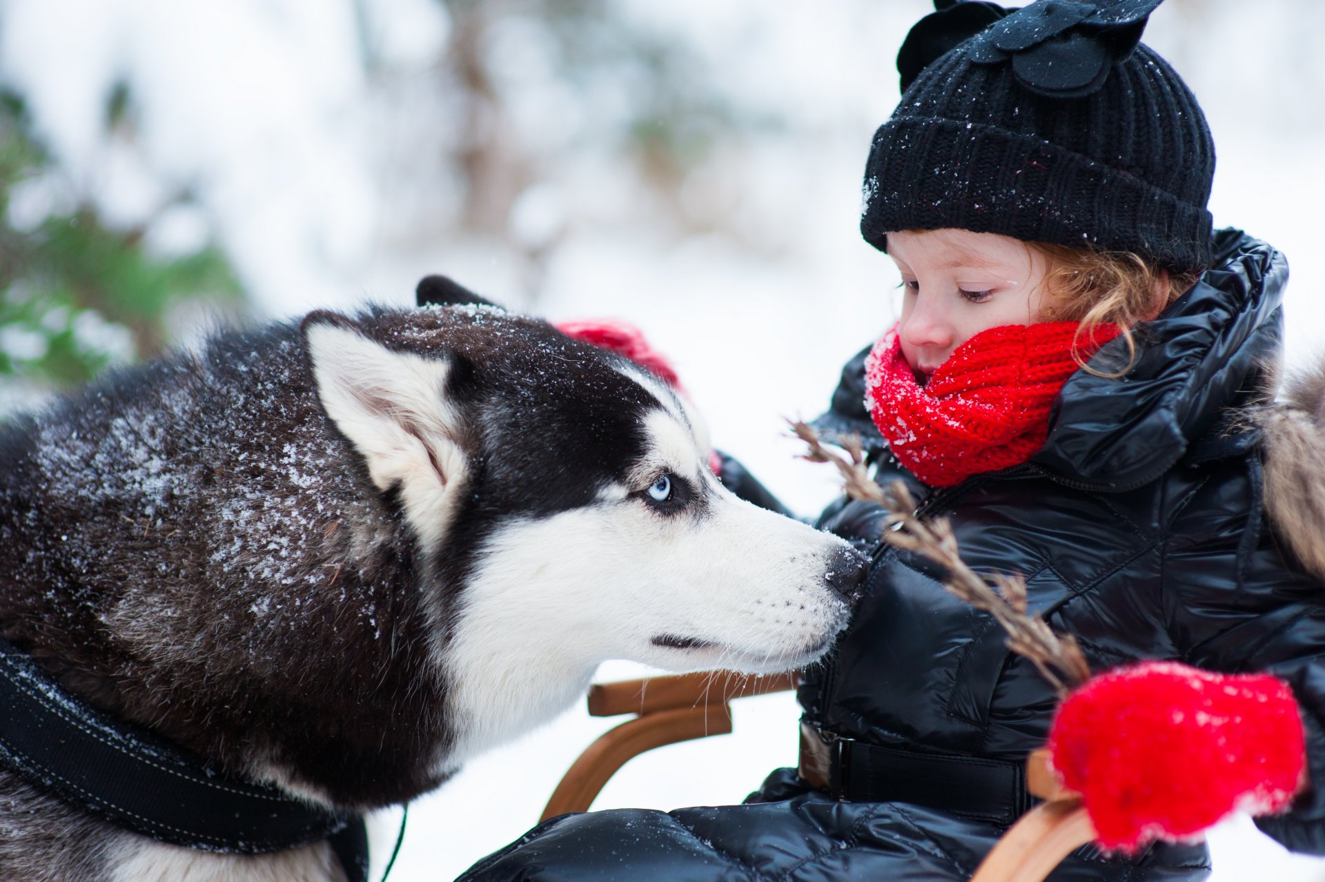 dog girl husky winter