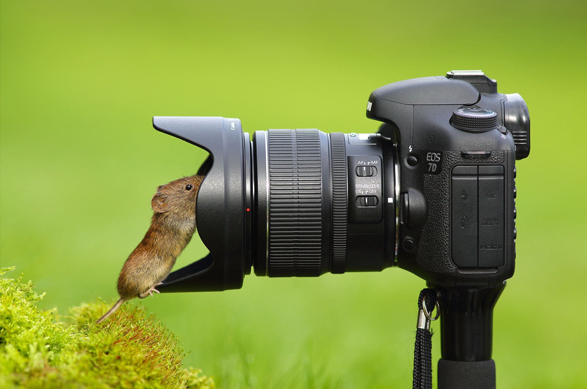 souris appareil photo objectif curiosité