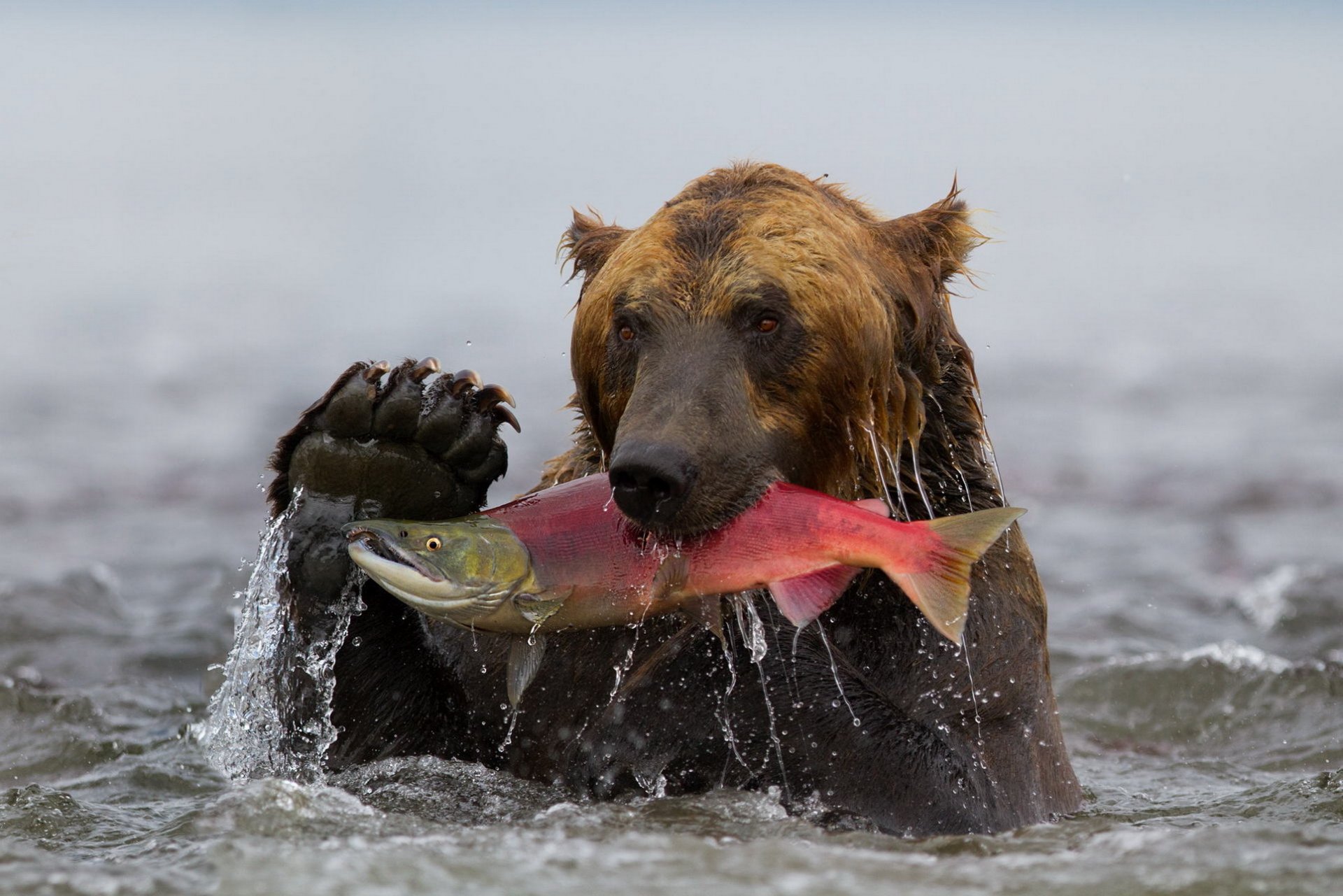 bear grizzly fish sockeye salmon catch water kamchatka