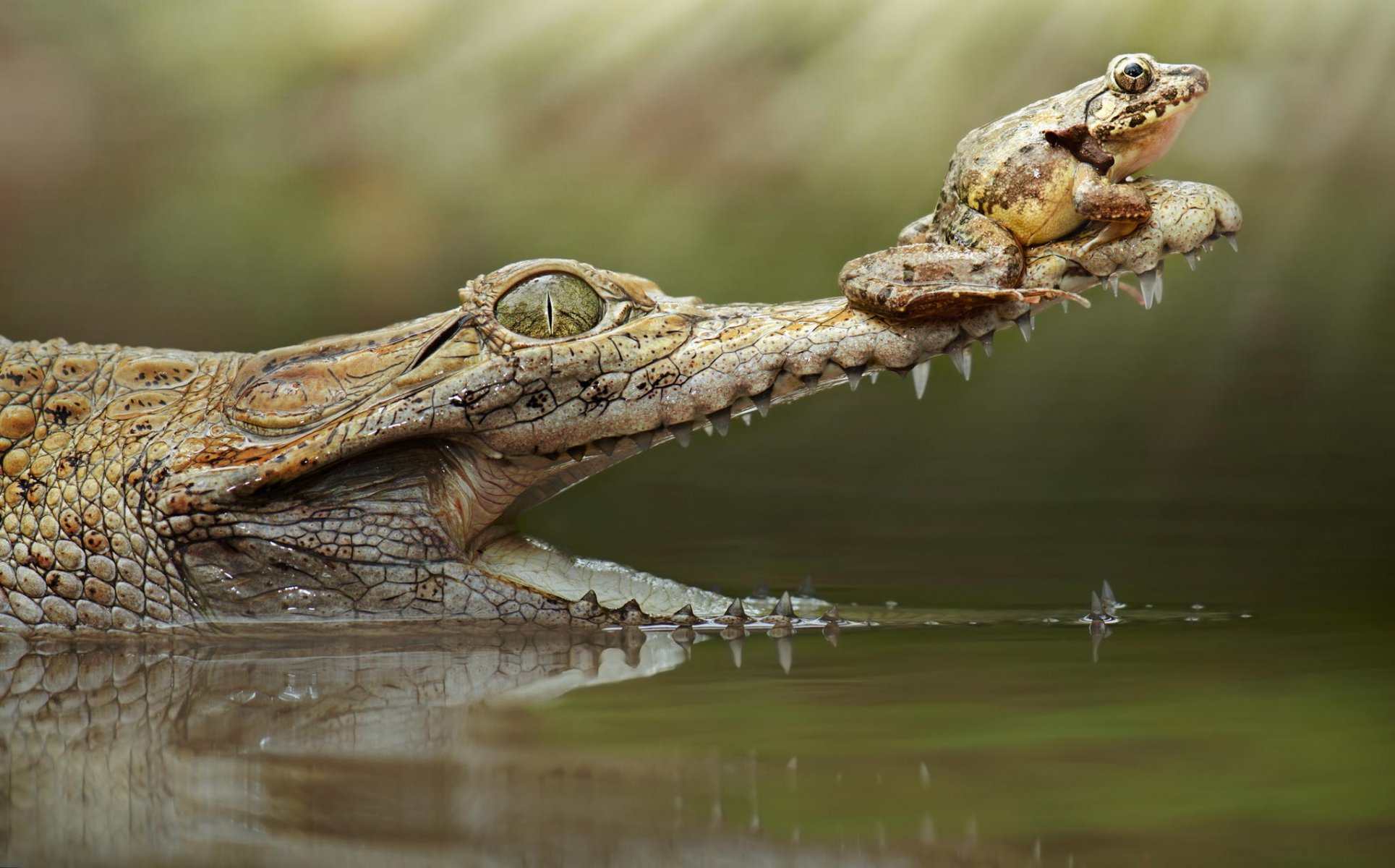 crocodile fall frog