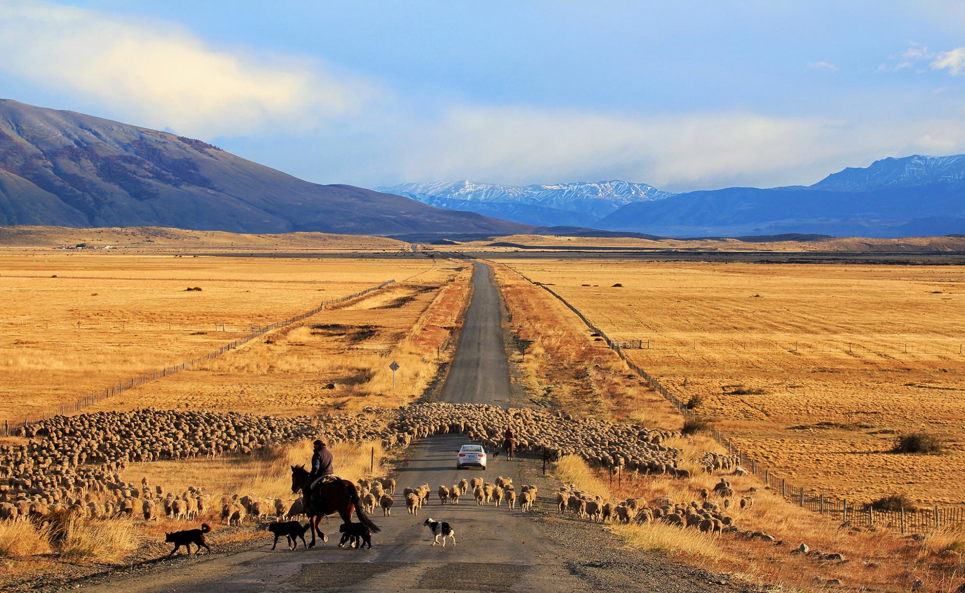 road machine sheep chile patagonia