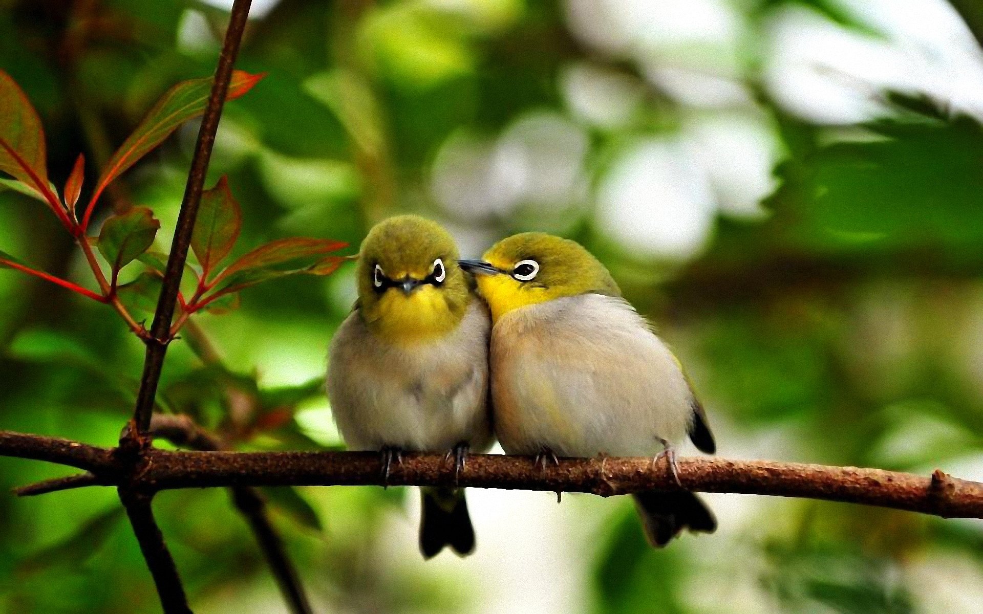 l oiseau branche les feuilles la couleur la conversation