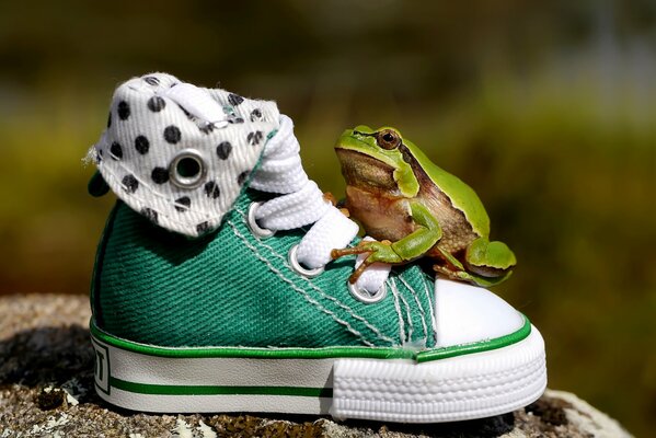 A frog is sitting on a children s shoe