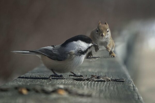 Ptak i wiewiórka jedzą nasiona