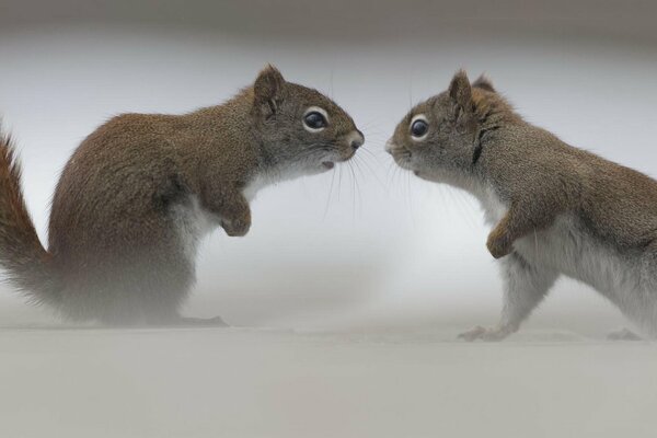 Zwei Eichhörnchen starren einander an