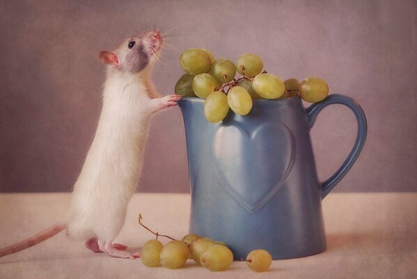 A little mouse and grapes in a jug