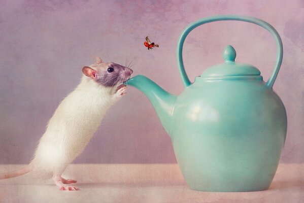 A mouse on its hind legs drinks from a teapot