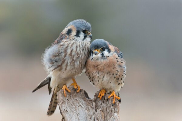 Liebe und Zärtlichkeit des Vogels für immer