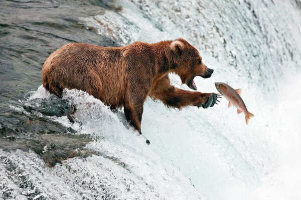 Features of fishing for club-footed bears