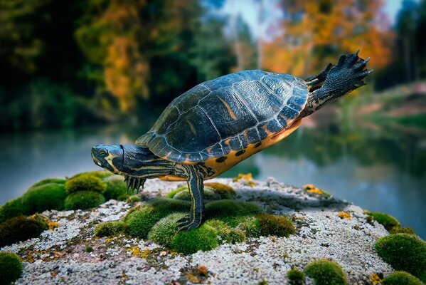 La tartaruga balla sulla roccia con il muschio