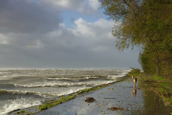 The excited sea and the calm dog