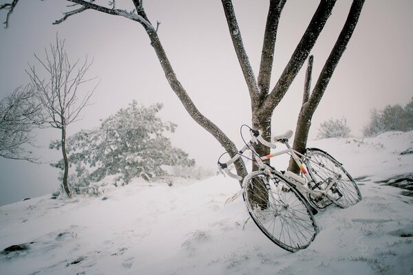 Winter morning on the mountainside