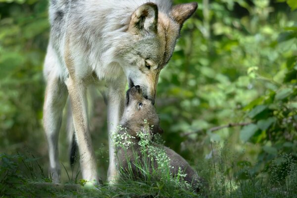 Der Wolfsstamm ist eine Manifestation der Zärtlichkeit