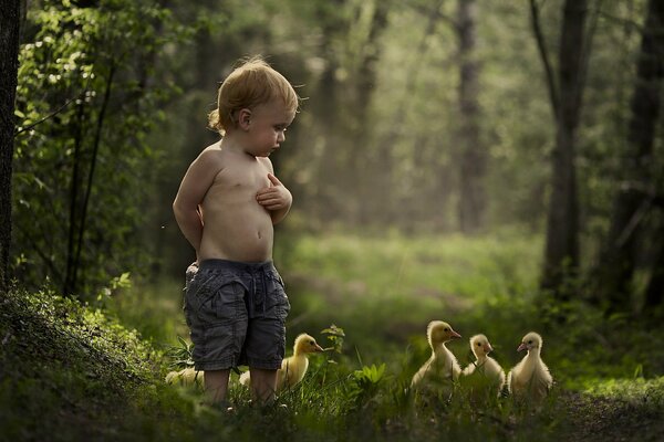 The boy looks at the little ducks