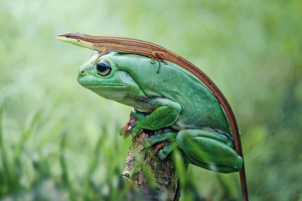 Naturfoto, Eidechse auf einem Auto