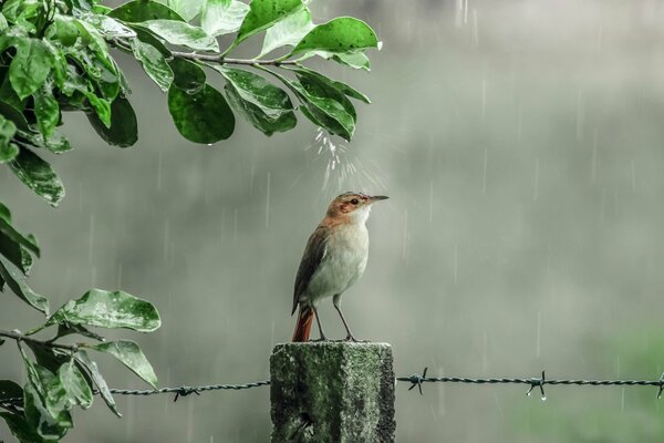 A bird takes a shower under a tree