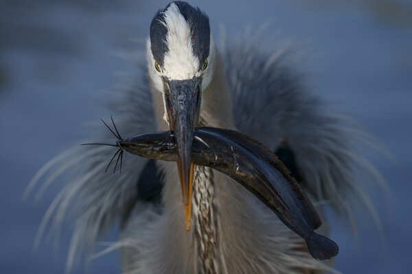 A bird caught a fish with its beak