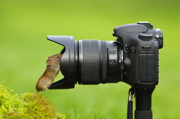 A curious mouse is looking for a bird in the lens