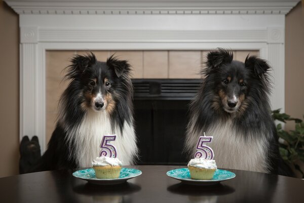 Hunde Geburtstag Teller