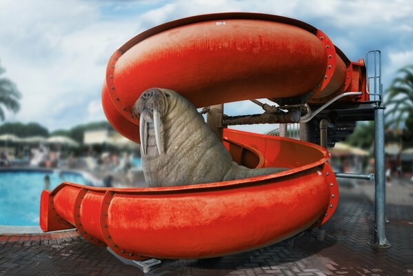 Walruses also love the water park