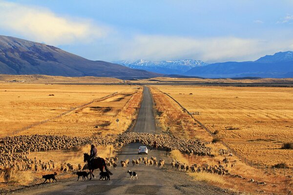 Un camino lleno de ovejas en Chile