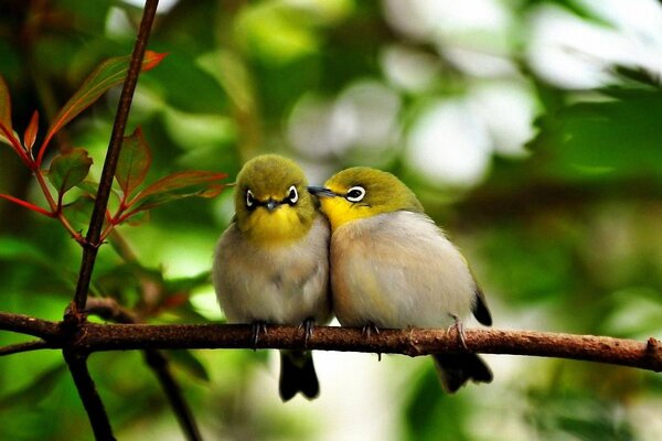 Two amazingly beautiful birds