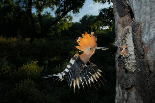 El pájaro abubilla le trajo el almuerzo a su bebé