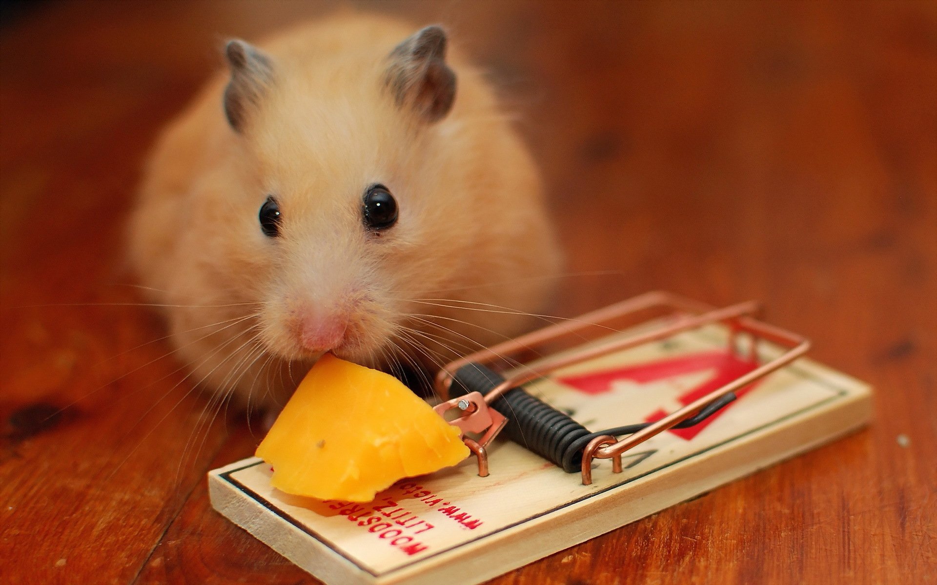 Картинка мышка ест сыр