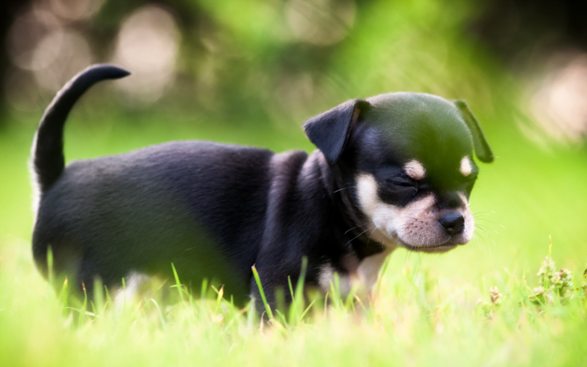 hund welpe licht