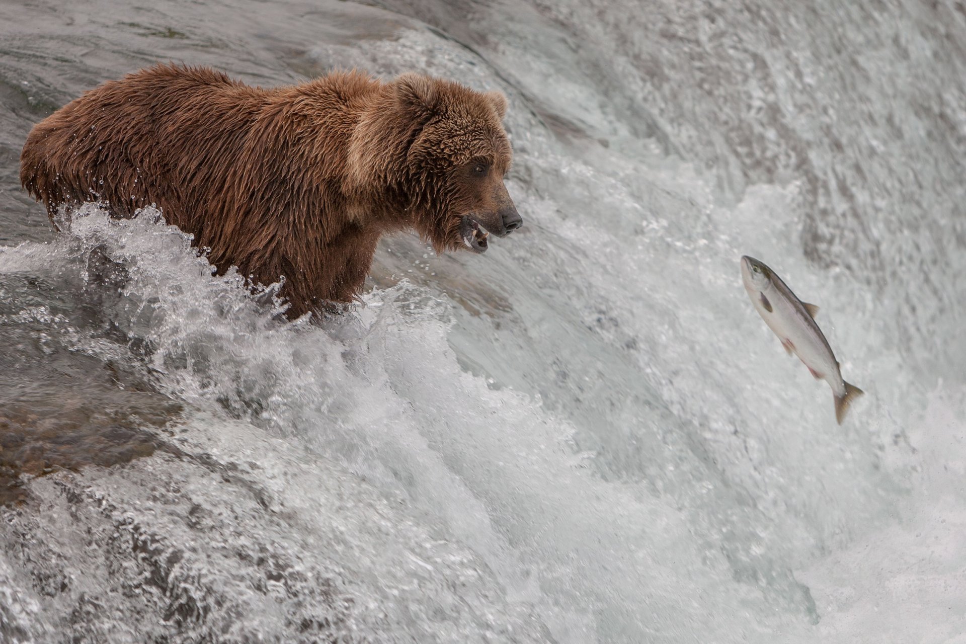 orso pesce flusso fiume